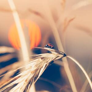 Fotografia Ladybug sitting on wheat during sunset, Pawel Gaul, (40 x 40 cm)