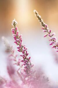 Fotografia artistica Winter background with frosted heather flowers, Eerik, (26.7 x 40 cm)