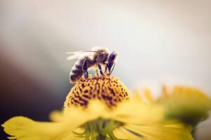 Fotografia artistica Honeybee collecting pollen from a flower, mrs, (40 x 26.7 cm)