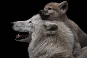 Fotografia artistica Mother's love between arctic wolf and, Thomas Marx, (40 x 26.7 cm)