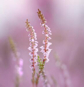 Fotografia artistica Close-up of pink flowering plant, bunthem / 500px, (40 x 40 cm)