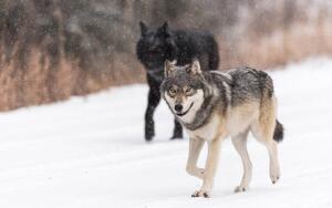 Fotografia artistica Wild Wolves canis lupus in the Canadian Rockies, Colleen Gara, (40 x 26.7 cm)