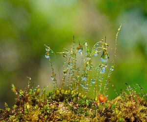 Fotografia artistica Water drops on moss with Sun beams, K-Paul, (40 x 35 cm)