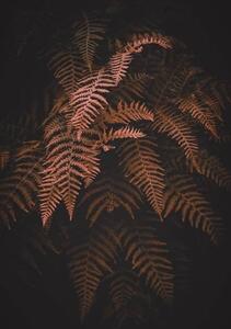 Fotografia artistica brown fern leaves in autumn season, Cavan Images, (26.7 x 40 cm)