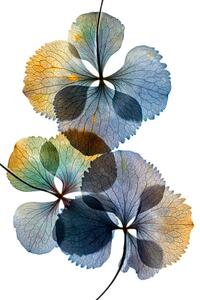 Fotografia artistica Pressed and dried dry flower, andersboman, (26.7 x 40 cm)
