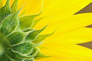 Fotografia artistica Sunflower, magnez2, (40 x 26.7 cm)