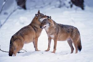 Fotografia artistica Wolves snuggling in winter, Martin Ruegner, (40 x 26.7 cm)