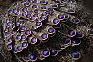 Fotografia artistica Grey peacock-pheasant Polyplectron bicalcaratum close-up detail, Ondrej Prosicky, (40 x 26.7 cm)