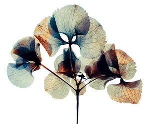 Fotografia Pressed and dried dry flower, andersboman, (40 x 26.7 cm)