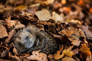 Fotografia artistica European hedgehog is sleeping in, DieterMeyrl, (40 x 26.7 cm)