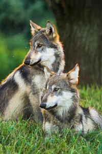 Fotografia Two Gray Wolves Canis lupus Indiana Usa, Alex Hibbert, (26.7 x 40 cm)