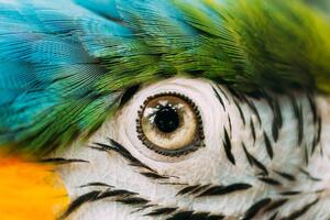 Fotografia artistica Eye Of Blue-and-yellow Macaw Also Known, bruev, (40 x 26.7 cm)