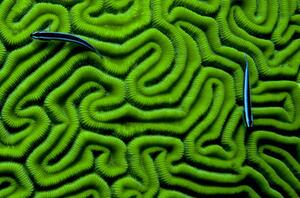 Fotografia artistica Grooved Brain Coral, Dash Shemtoob, (40 x 26.7 cm)