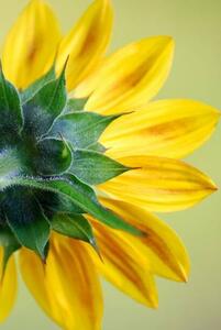 Fotografia artistica Sunflower, dgphotography, (26.7 x 40 cm)