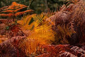 Fotografia artistica dry ferns in a forest in fall, vicvaz, (40 x 26.7 cm)