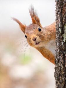 Fotografia artistica Close-up of squirrel on tree trunk Tumba Botkyrka Sweden, mange6699 / 500px, (30 x 40 cm)