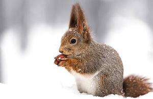 Fotografia artistica squirrel sitting on snow with a, Mr_Twister, (40 x 26.7 cm)