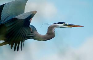 Fotografia artistica Blue Heron Flight, niknikon, (40 x 26.7 cm)