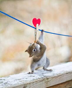 Fotografia artistica Squirrel twisting to lick peanut, Nancy Rose, (35 x 40 cm)