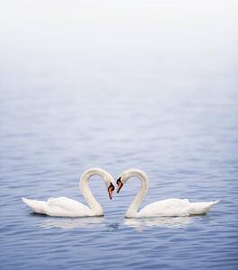 Fotografia artistica Swans on a lake happily in love, Grafissimo, (35 x 40 cm)