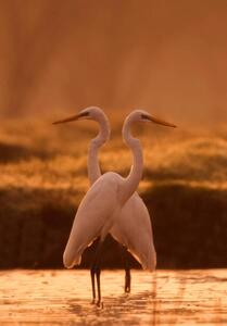 Fotografia Great egret, tahir abbas, (26.7 x 40 cm)
