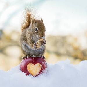 Fotografia artistica squirrel love, Nancy Rose, (40 x 40 cm)
