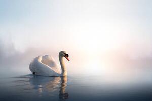 Fotografia artistica Art Swan on the water at sunrise, Konstanttin, (40 x 26.7 cm)