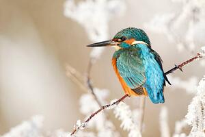 Fotografia artistica Kingfisher Alcedo atthis, MikeLane45, (40 x 26.7 cm)