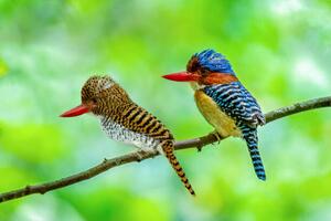 Fotografia artistica Beautiful couple of Banded Kingfisher birds, boonchai wedmakawand, (40 x 26.7 cm)