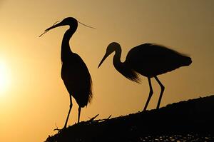 Fotografia artistica two heron gathering in the sunset, sam_eder, (40 x 26.7 cm)