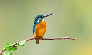 Fotografia kingfisher, Yaorusheng, (40 x 24.6 cm)