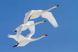 Fotografia artistica Whooper swans flying in blue sky, Jeremy Woodhouse, (40 x 26.7 cm)