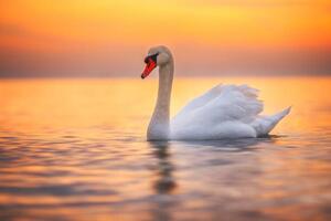 Fotografia White swan in the sea water sunrise shot, valio84sl, (40 x 26.7 cm)