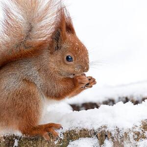 Fotografia Cute fluffy squirrel eating nuts on, Magryt, (40 x 40 cm)