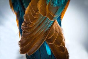 Fotografia artistica Kingfisher Wing Detail Background Structure Feather, wWeiss Lichtspiele, (40 x 26.7 cm)