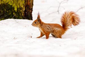 Fotografia beautiful squirrel on the snow eating a nut, Minakryn Ruslan, (40 x 26.7 cm)