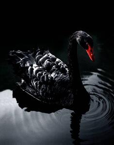 Fotografia artistica Black Swan, Holloway, (30 x 40 cm)