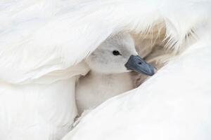 Fotografia Close-up image of a cute white, Jacky Parker Photography, (40 x 26.7 cm)