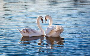 Fotografia Love swans, Nevena Uzurov, (40 x 24.6 cm)