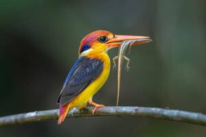 Fotografia artistica Close-up of kingfisher perching on branch Tambon, BP Chua / 500px, (40 x 26.7 cm)