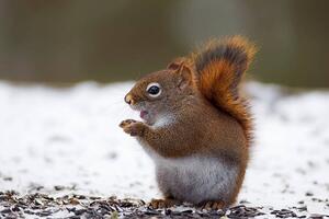 Fotografia artistica Red Squirrel on snow, Adria  Photography, (40 x 26.7 cm)
