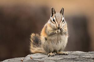 Fotografia artistica Chipmunk sitting up to eat facing the viewer, Alice Cahill, (40 x 26.7 cm)