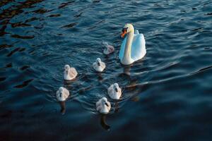 Fotografia artistica Urban Mute Swan newly hatched family, CHUNYIP WONG, (40 x 26.7 cm)