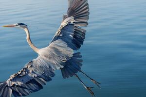 Fotografia artistica Great Blue Heron, Michael H Spivak, (40 x 26.7 cm)