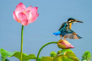 Fotografia The kingfisher China, 13708458888 / 500px, (40 x 26.7 cm)