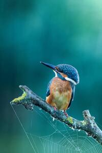 Fotografia artistica Close-up kingfisher, Federico Ranalli, (26.7 x 40 cm)
