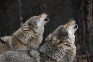 Fotografia artistica Howling wolves, Bjarne Henning Kvaale, (40 x 26.7 cm)