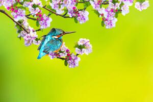Fotografia artistica A bird in a wonderful nature, serkanmutan, (40 x 26.7 cm)