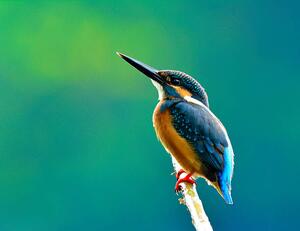 Fotografia artistica Common kingfisher a beautiful blue, PrinPrince, (40 x 30 cm)