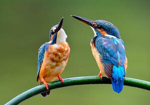 Fotografia The lovely pair of Common Kingfisher, PrinPrince, (40 x 26.7 cm)